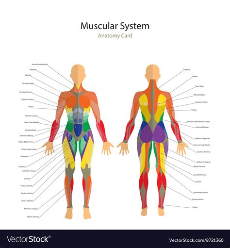 Female Anatomy Muscle : Female Anatomy Muscle 3d For 3d Stock ...