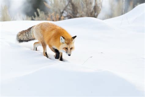 Download Snow Winter Animal Fox HD Wallpaper