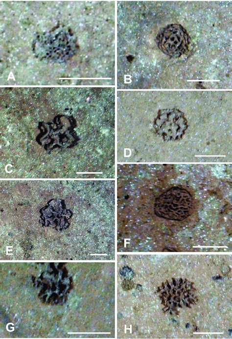 Seafloor images showing xenophyophores, taken from the ROV using the ...