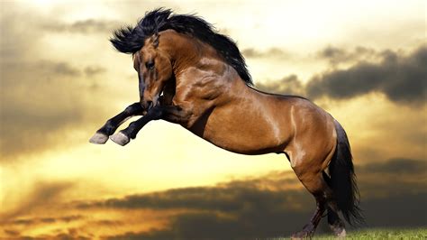 Brown Horse With Background Of Sunset And Clouds HD Horse Wallpapers | HD Wallpapers | ID #56807