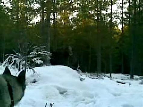 moose attack norway - YouTube