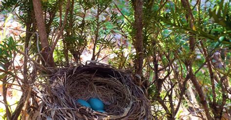 American Robin nest in Harvard | Sudbury Valley Trustees