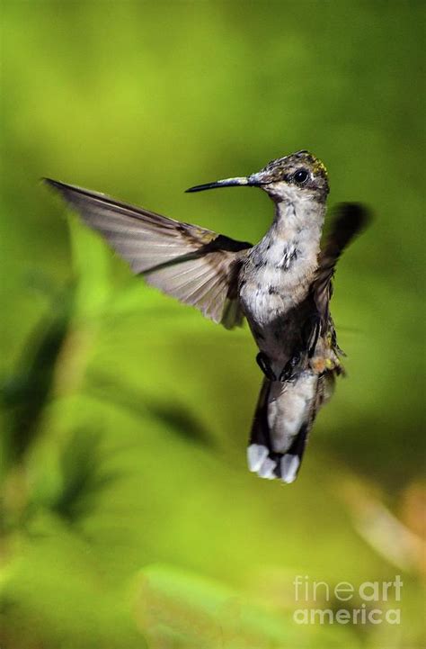 Ruby-throated Hummingbird Flying Backward Photograph by Cindy Treger