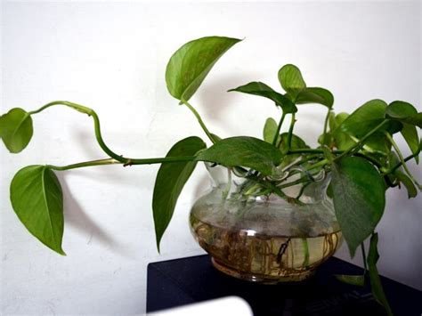 11 Plants Which are Perfect for Your DIY Terrarium Ideas. - Organize With Sandy