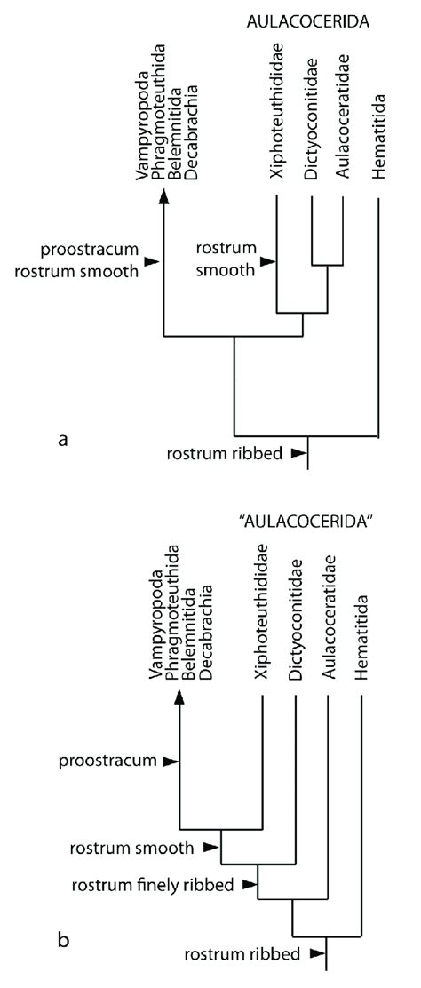 Hypothetical higher level phylogenies of the Coleoidea. (a) phylogeny ...