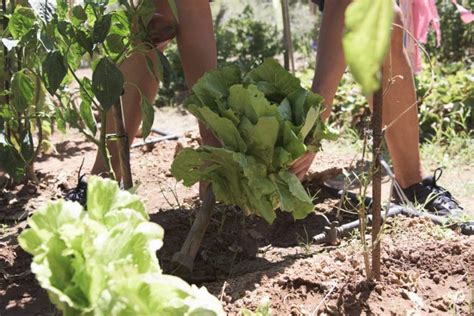 Growing Romaine Lettuce Like You Were Born to Farm