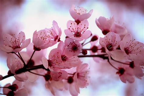 Lovely-ShinyGirl's Site: Cherry Blossom ( Prunus serrulata, sakura, さくら )