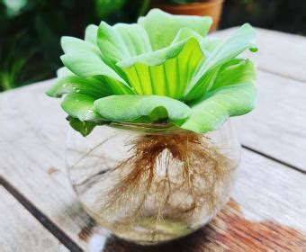 Growing Water Lettuce: An Easy-Care Guide | LoveToKnow