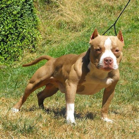 American bully | Bully dog, Pitbull dog breed, Pit puppies