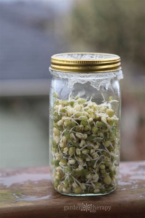 Mason Jar Sprouts: Mung Beans and Green Peas - Garden Therapy