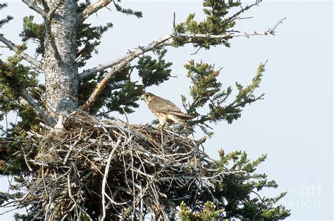 Merlin In Nest Photograph by William H. Mullins