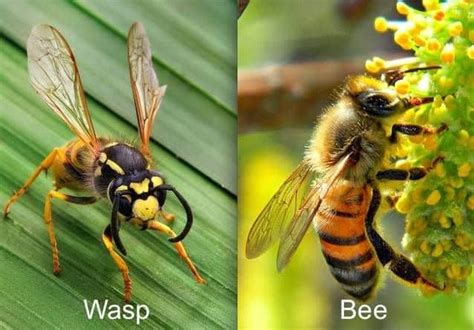 What's The Difference Between A Bee And A Wasp? | Ben's Bees