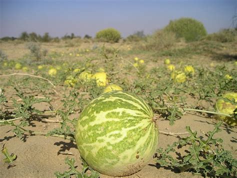 Droughts and desertification in India – DESERTIFICATION