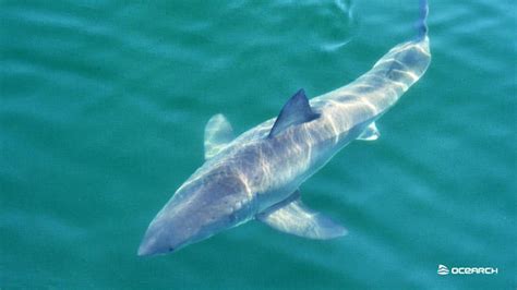 Another 10-foot great white shark pings off Florida near Marco Island