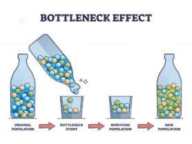 Bottleneck effect on genetic drift and population impact outline diagram - VectorMine