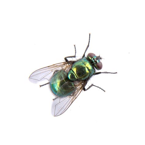 Small Biting Flies - Which Flies Bite? - The Fly Killer Guide