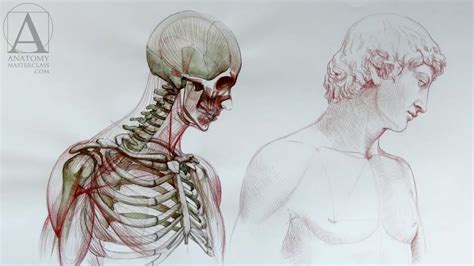 Get Anatomy Art Lessons Images | diagrammlower