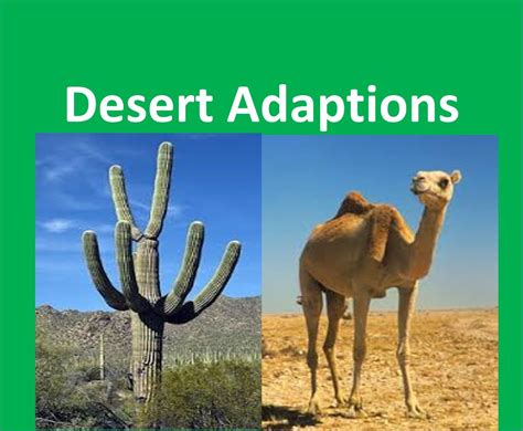 Desert Adaptations Animals And Plants