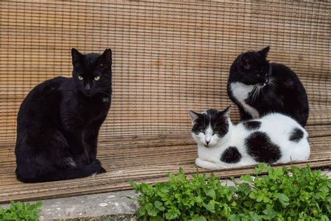 Shelter Volunteer Agrees to Take Care of a Dozen Feral Cats, Ends Up with Nearly 30 - GoodNews ...