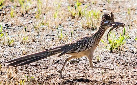 Roadrunner - Alchetron, The Free Social Encyclopedia