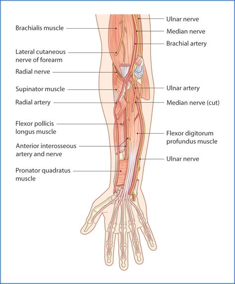 Anterior Forearm | Basicmedical Key