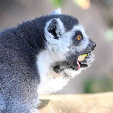 The Silent Drive to Survive: Seed Dispersal | Reid Park Zoo