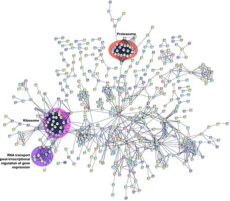 Predicted protein-protein interaction map of proteins identified in the ...