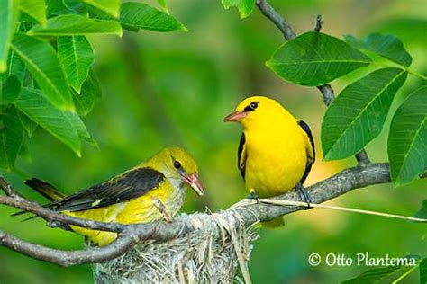 Eurasian Golden Oriole