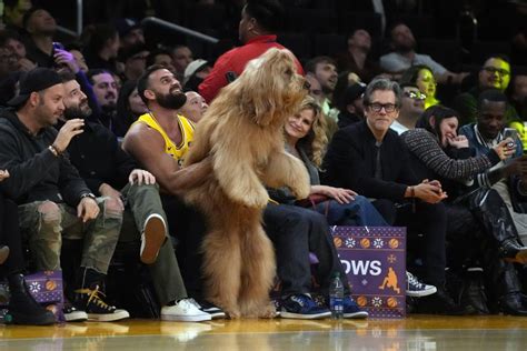 Brodie The Goldendoodle was a crowd favorite sitting courtside at ...