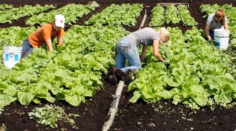 Basic Harvesting Methods of Organic Farming | Organic farming, Farm ...