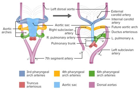 Branchial Pouch Derivatives