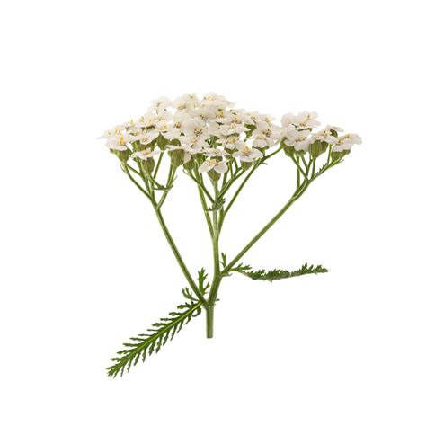 Yarrow (Achillea millefolium)