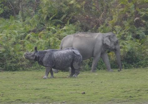 Kaziranga National Park (Golaghat) - 2020 What to Know Before You Go ...