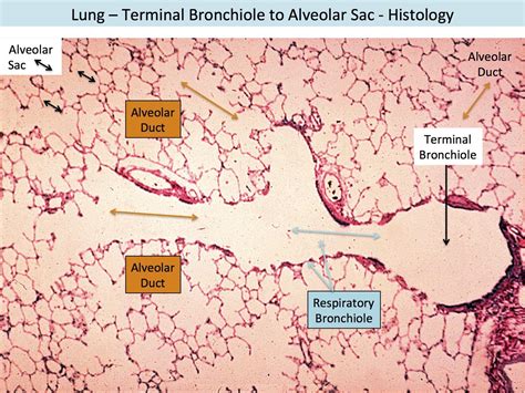 Lung - Terminal Bronchiole to Alveolar Sac - Histology | Dental hygiene ...