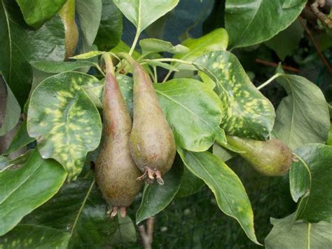 Pear virus - Suffolk Fruit and Trees - The Fruit Tree Specialists