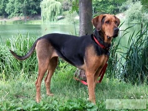 Polish Hound / Ogar Polski #Dogs #hunting | Dog breeds, Dog best friend ...