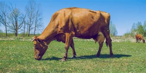 5 Brown Cow Breeds with Pictures | Farming Base