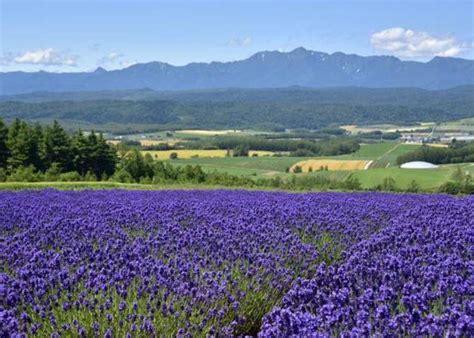 Hokkaido Lavender Fields: 6 Best Places in Furano to See Japan's ...