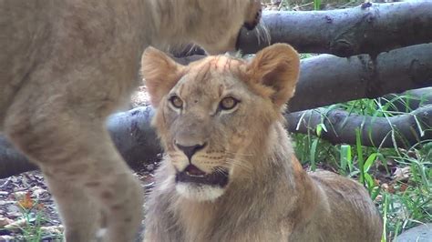 The Bronx Zoo | Cute Lion Cubs Playing | August 7th, 2014 - YouTube