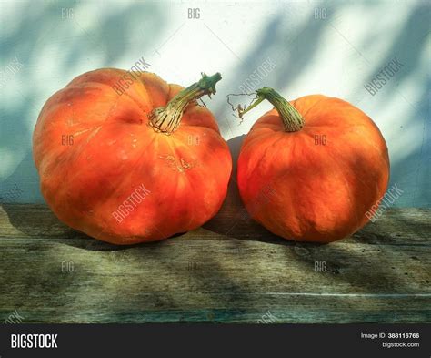 Orange Pumpkins On Image & Photo (Free Trial) | Bigstock