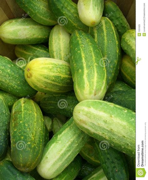 Pickling Cukes stock image. Image of market, cucumbers - 1031625