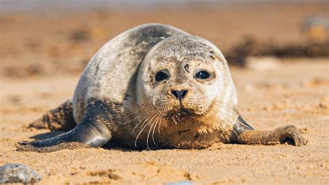 Sleepy Harbour Seals and Adorable Pups! The Science Of Cute BBC Earth