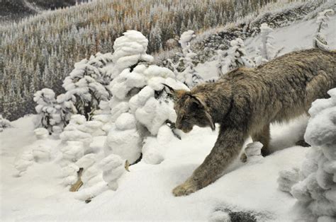 Lynx Hunting | Flickr - Photo Sharing!