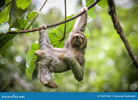 Sloth Hanging From The Tree In Costa Rica Royalty-Free Stock Photo ...