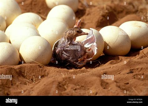 Ostrich chick hatching hi-res stock photography and images - Alamy