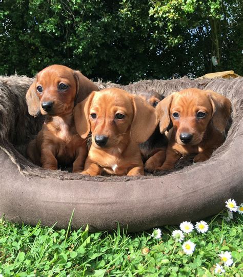 Dachshund Puppies For Sale | Cheyenne, WY #202646