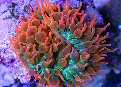 A Look at Sea Anemone Reproduction | AquaNerd