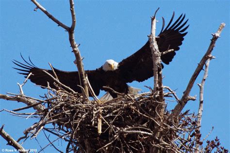 Ross Walker photography: Eagle Nest