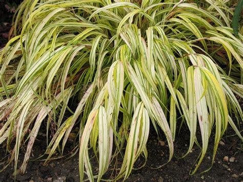 japanese forest grass - Google Images | Grass, Herbs, Garden