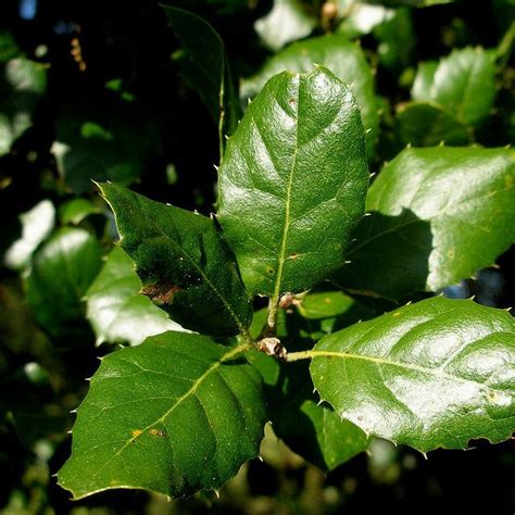 california live oak leaves | Oak leaves, Trees to plant, Plant leaves